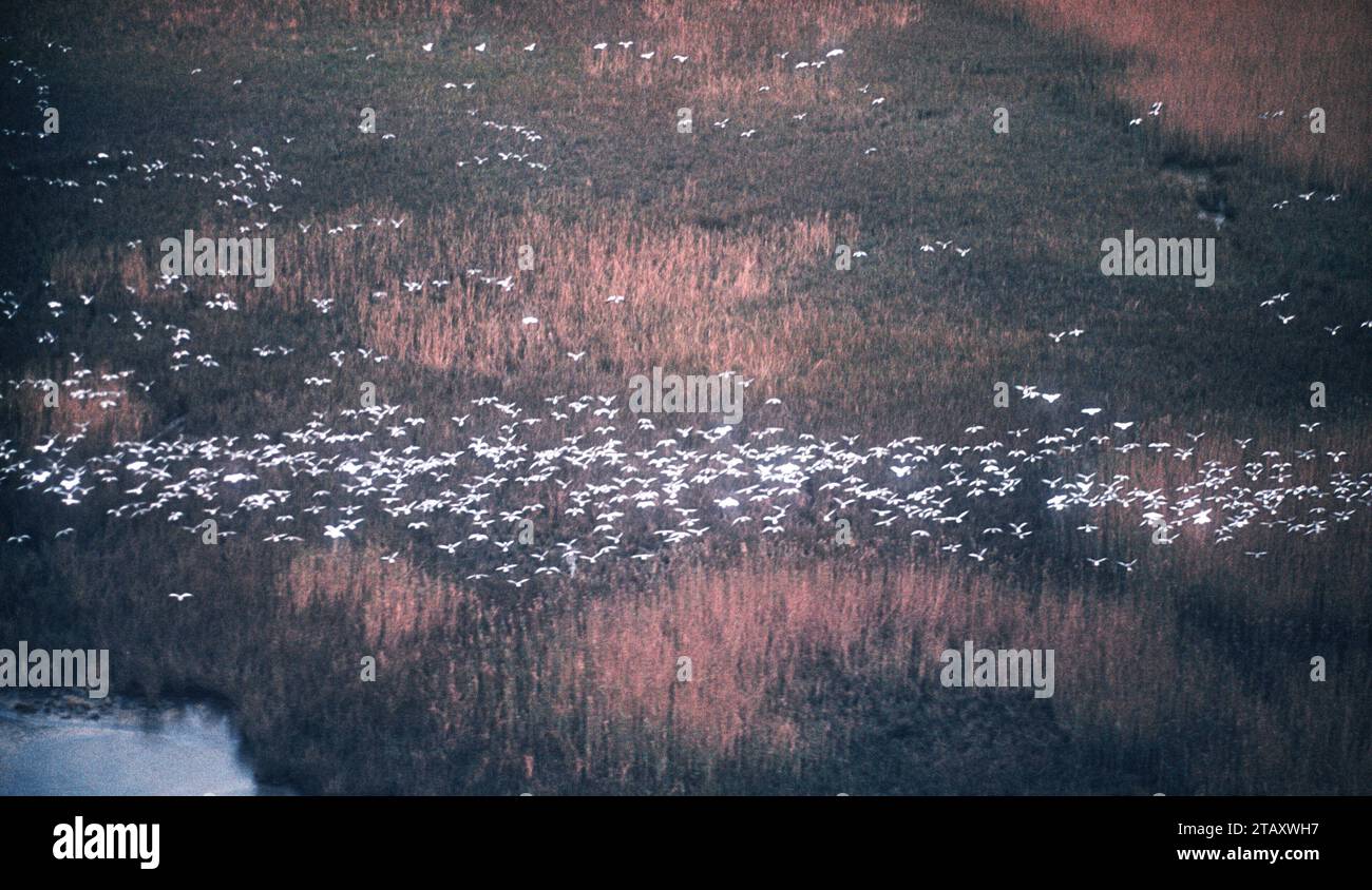 LA JANUARY, 1956 General view as the Blue Goose of Louisiana fly