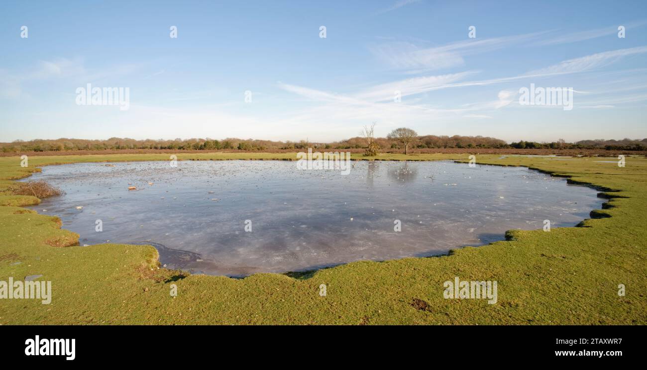 Green pond frozen in winter, Fritham Plain, New Forest, Hampshire, UK, January 2023. Stock Photo