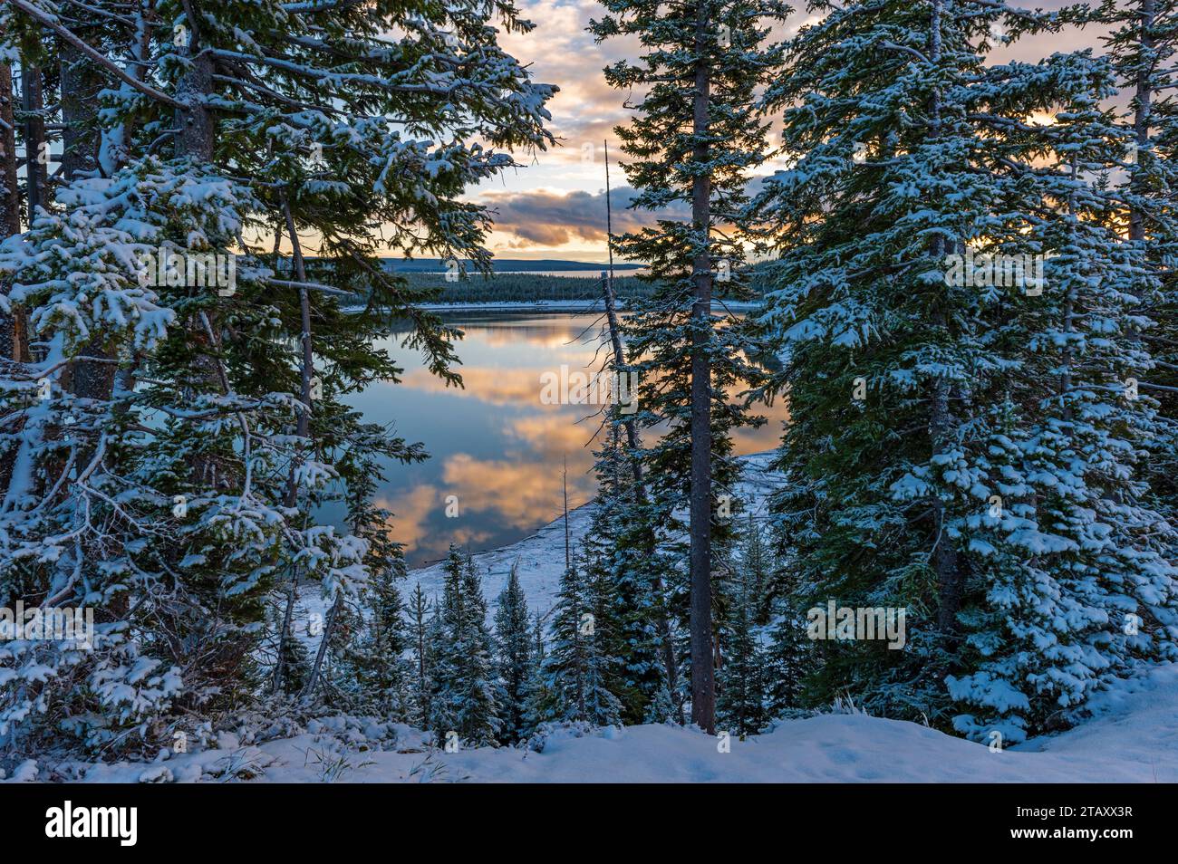 Yellowstone Lake and pine trees in snow at sunrise, Yellowstone national park, Wyoming, USA. Stock Photo