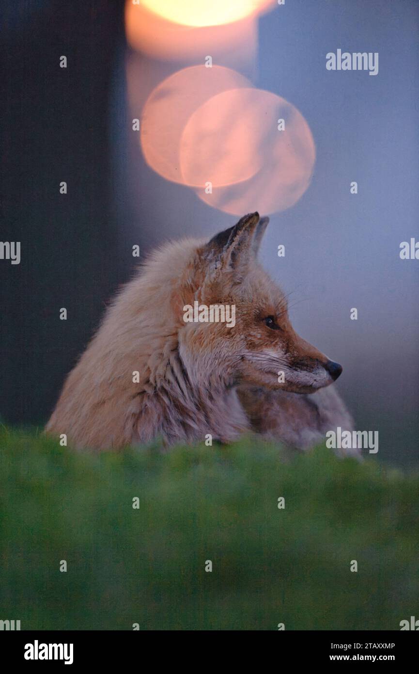 Portrait of a mother Red Fox at sunrise Stock Photo