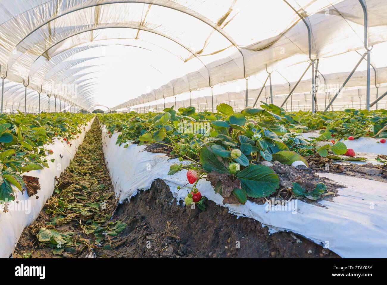 Crown nursery strawberry plants. Rows of hills with ripe strawberries. Industry, modern farming