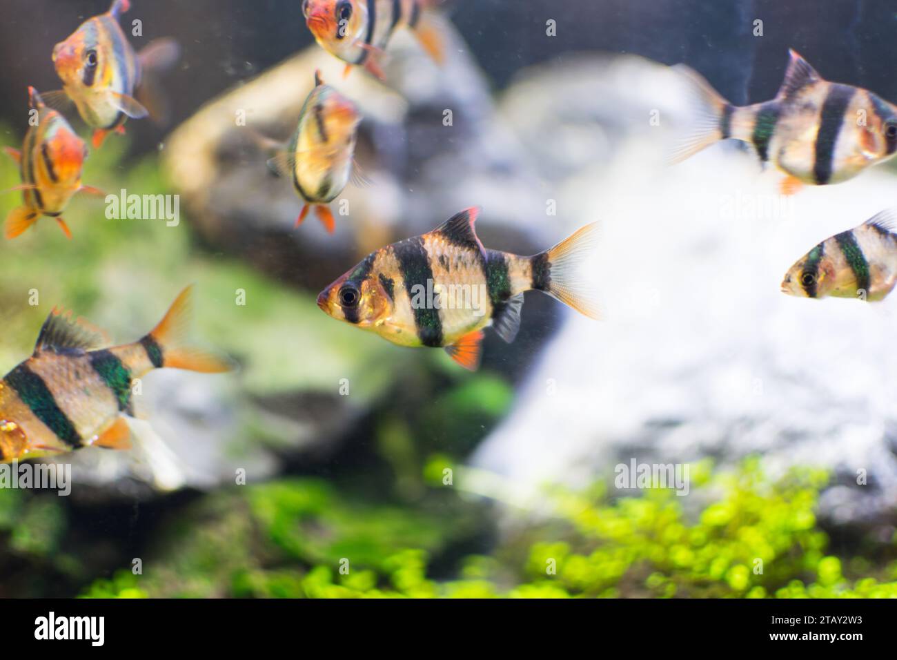 Sumatran barb in the aquarium, close-up view of the fish Stock Photo
