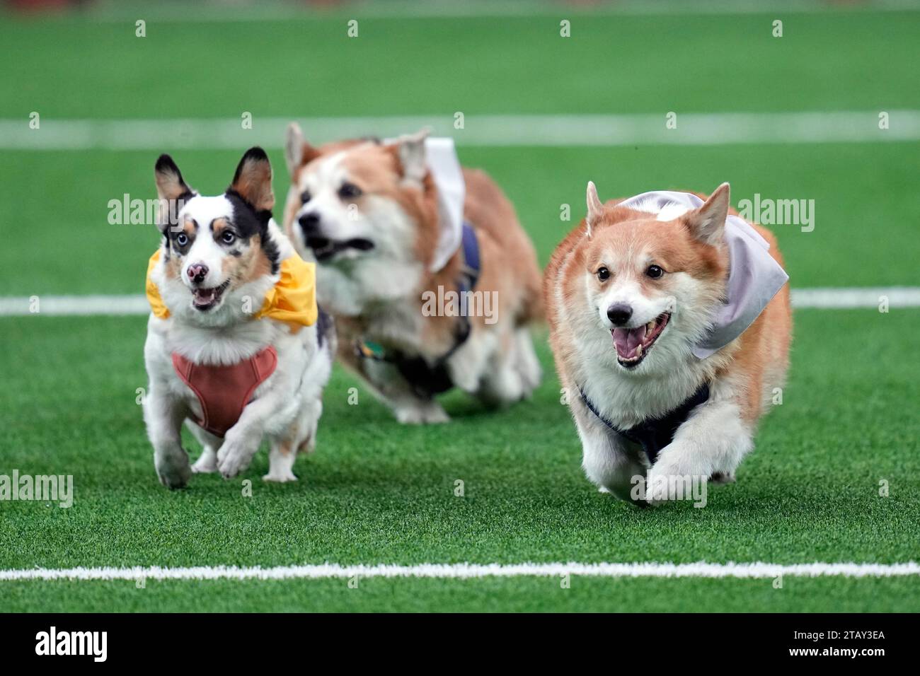 Corgis race at halftime of an NFL football game between the Houston Texans  and the Denver Broncos Sunday, Dec. 3, 2023, in Houston. (AP Photo/Eric Gay  Stock Photo - Alamy