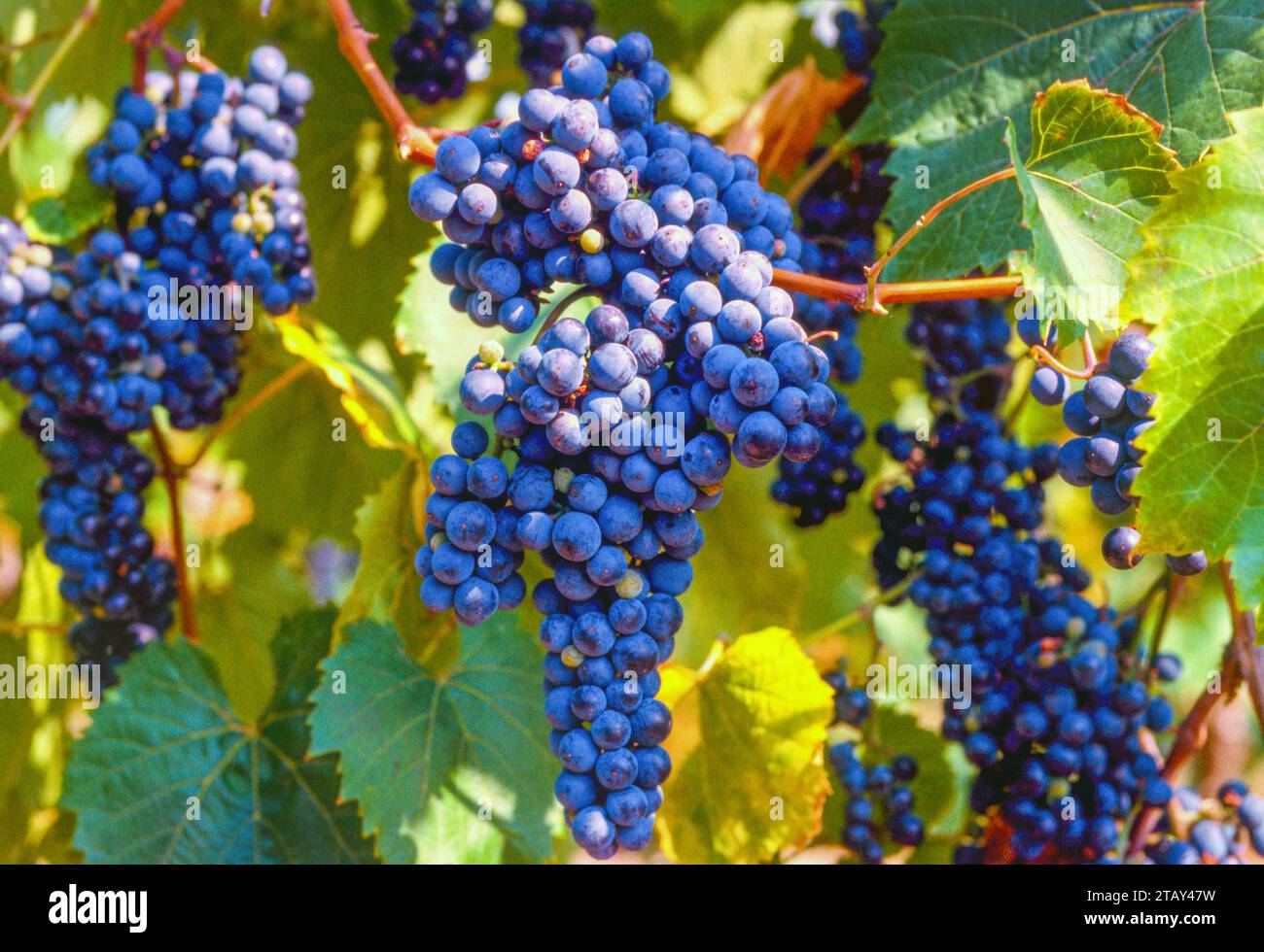 Maréchal Foch French Hybrid Red Wine Grapes. Naples, New York Stock ...