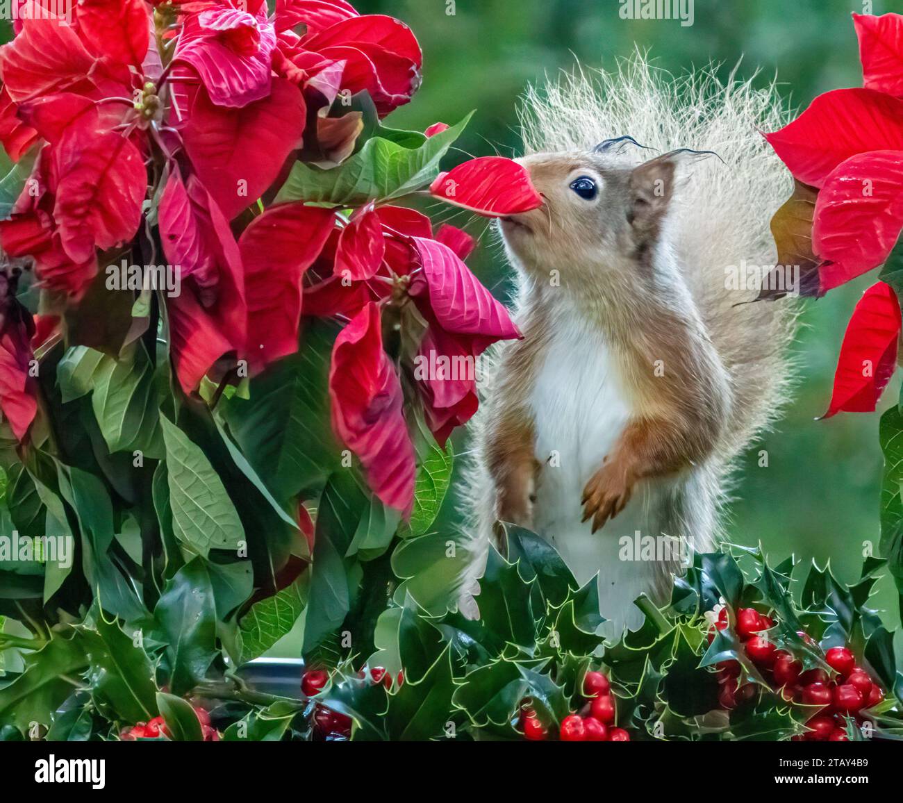 Cute little scottish red squirrel in Christmas festive scene with holly