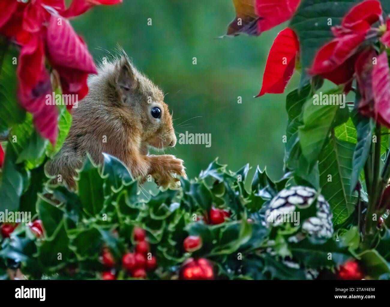 Cute little scottish red squirrel in Christmas festive scene with holly