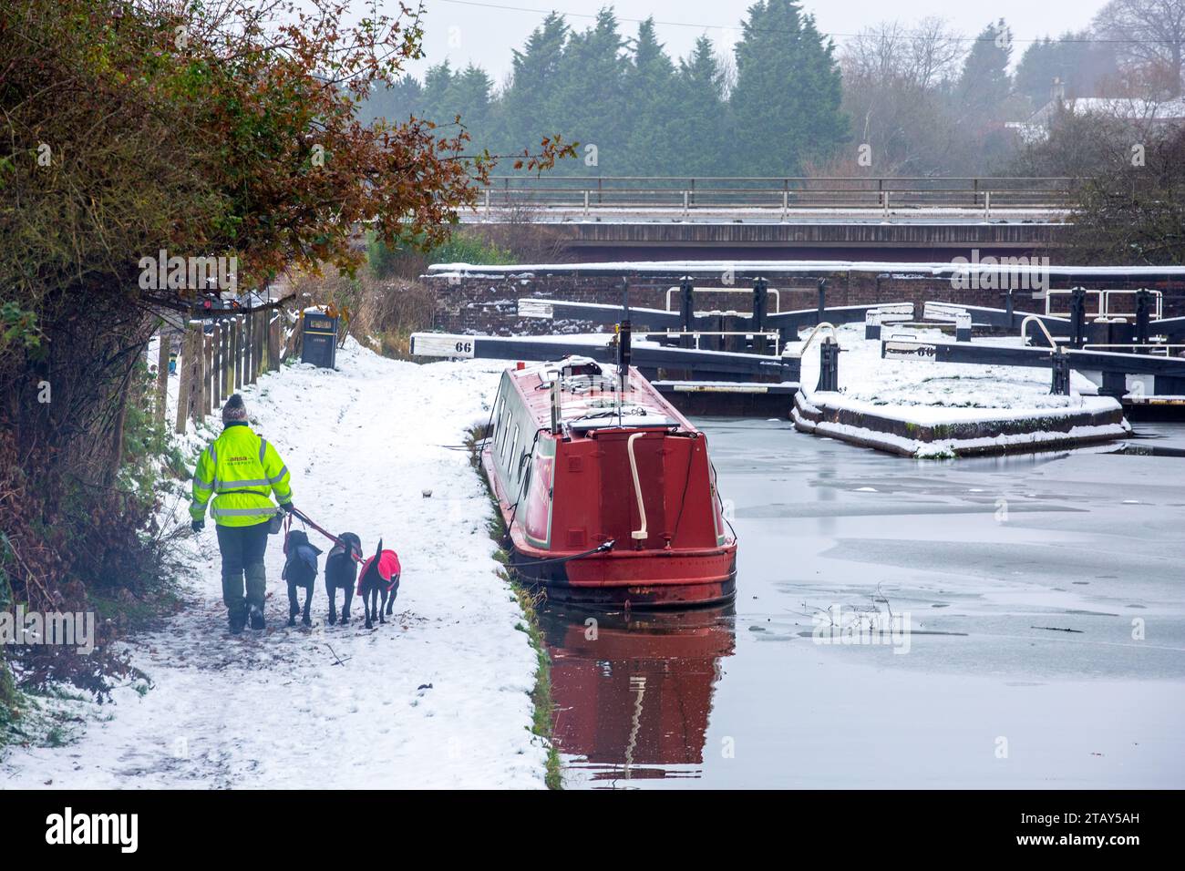 Person walking dogs along the towpath past narrowboat moored on the Trent and Mersey canal in the snow in winter at Wheelock locks Cheshire England UK Stock Photo