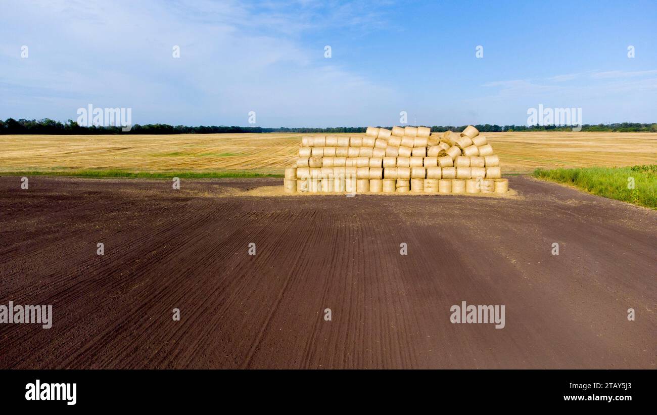 Many bales of rolls of dry straw after wheat harvest on field. Bales in form of rolls of yellow dried twisted straw collected together. Pressed straw. Stacking baling straw. Stacks Skirdy briquettes Stock Photo