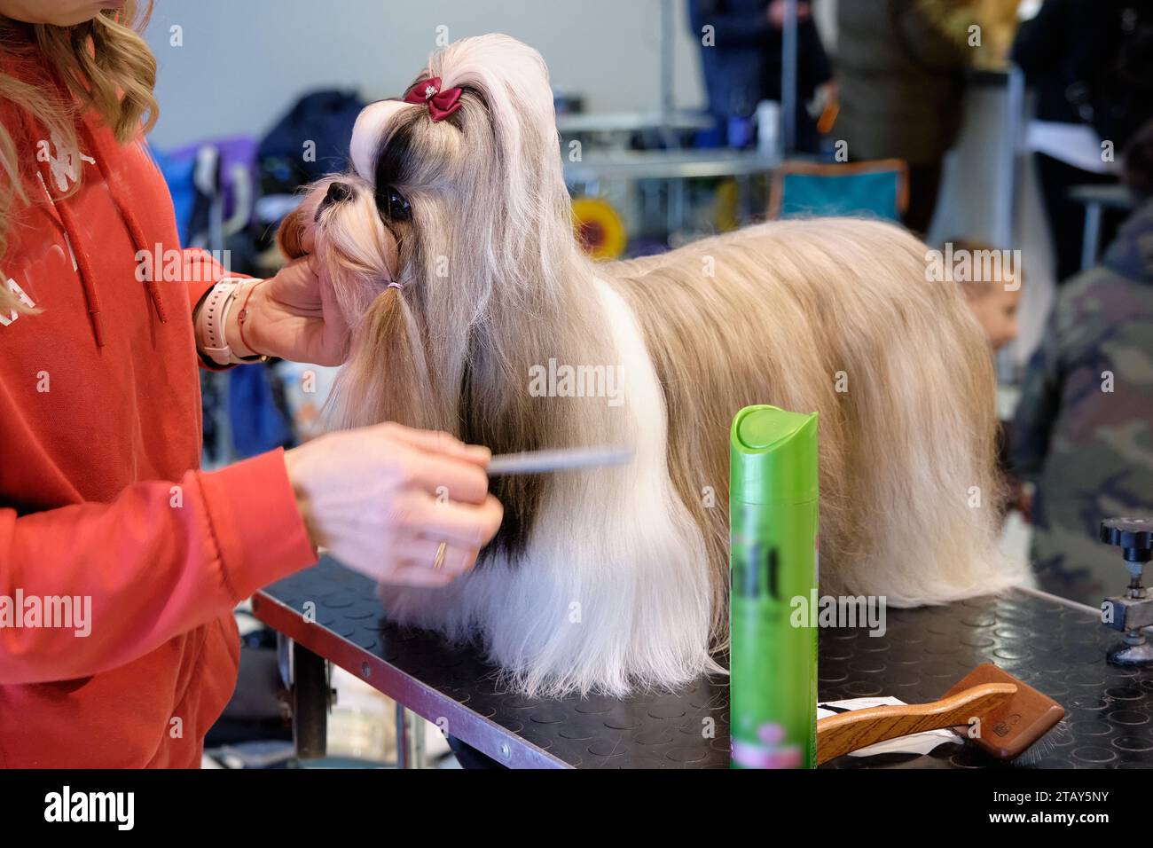 A Shih Tzu dog on a grooming table during preparation for the og show Stock Photo Alamy