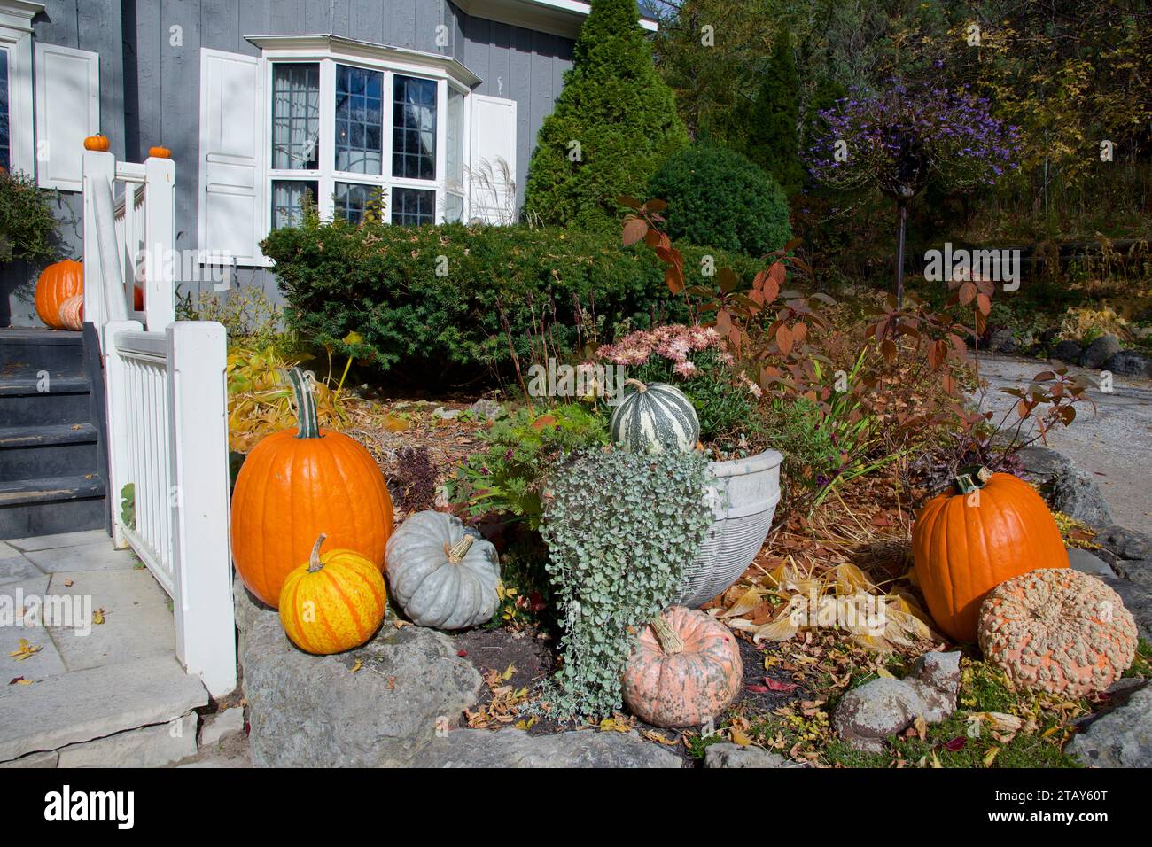 Pumpkin decoration for the Halloween holiday in the front yard Stock ...