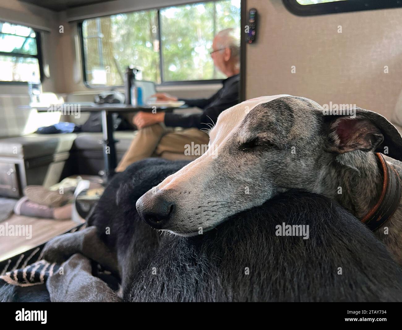 A senior whippet sleeps comfortably on his black lab brother in their RV while a senior man reads his tablet in the background, Stock Photo