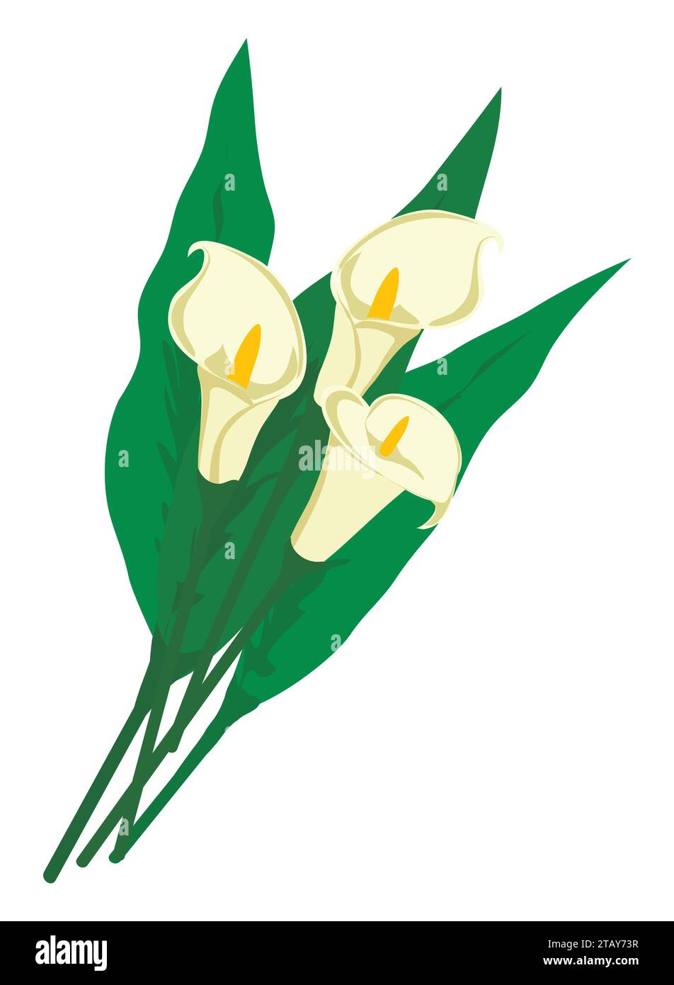 Bouquet of white calla lilies with leaves isolated on white background. Flowers for woman gift. Vector illustration Stock Vector