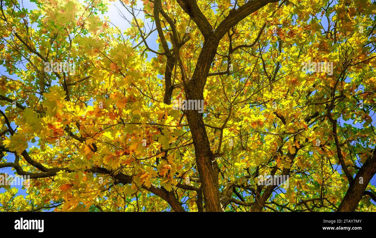Dolly shot of camera moving under oak tress covered with yellow and red leaves at autumn park. Abstract nature background. Stock Photo