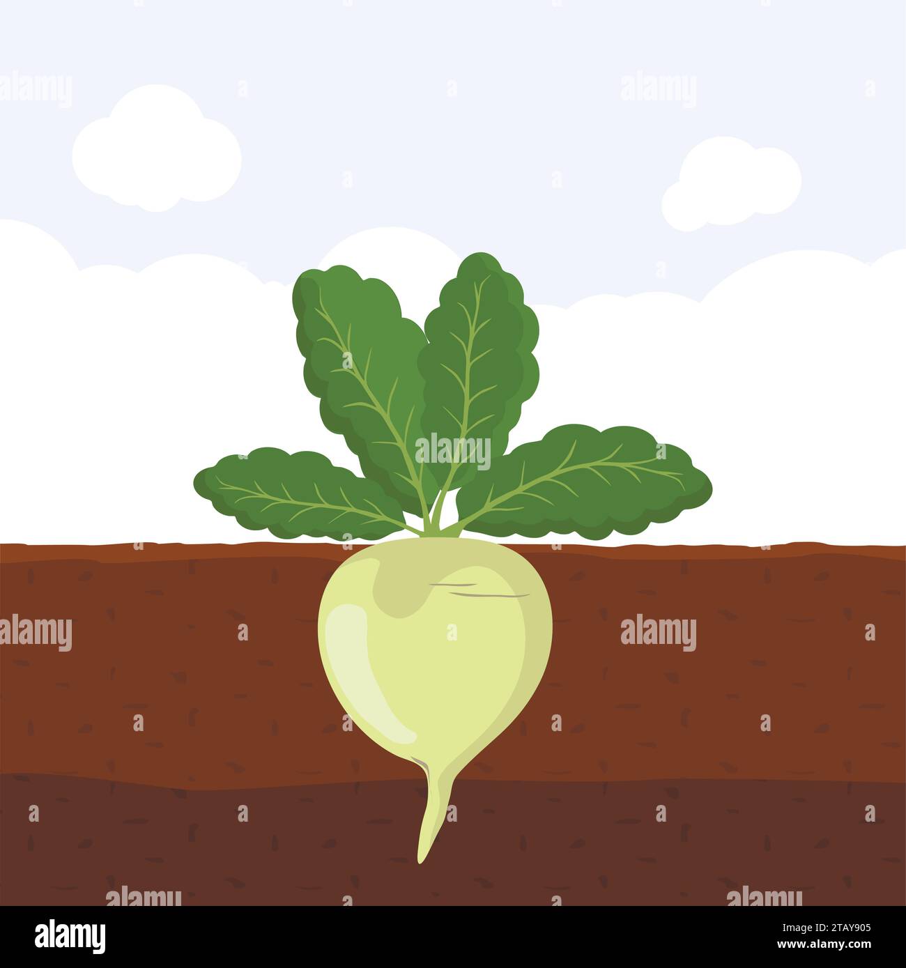 Radish with green leaves on top in soil, Fresh organic vegetable garden