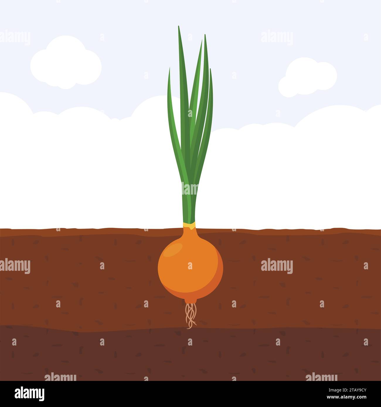 Onion with green sprout on top in soil, Fresh organic vegetable garden plant growing underground, Cartoon flat vector illustration. Stock Vector