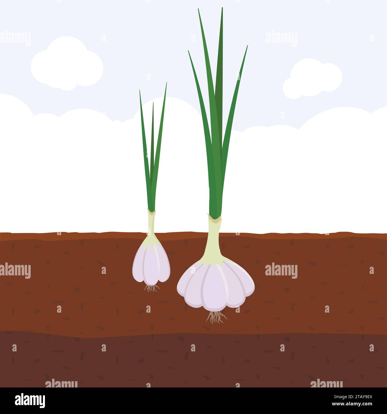 Garlic with green sprout on top in soil, Fresh organic vegetable garden plant growing underground, Cartoon flat vector illustration. Stock Vector