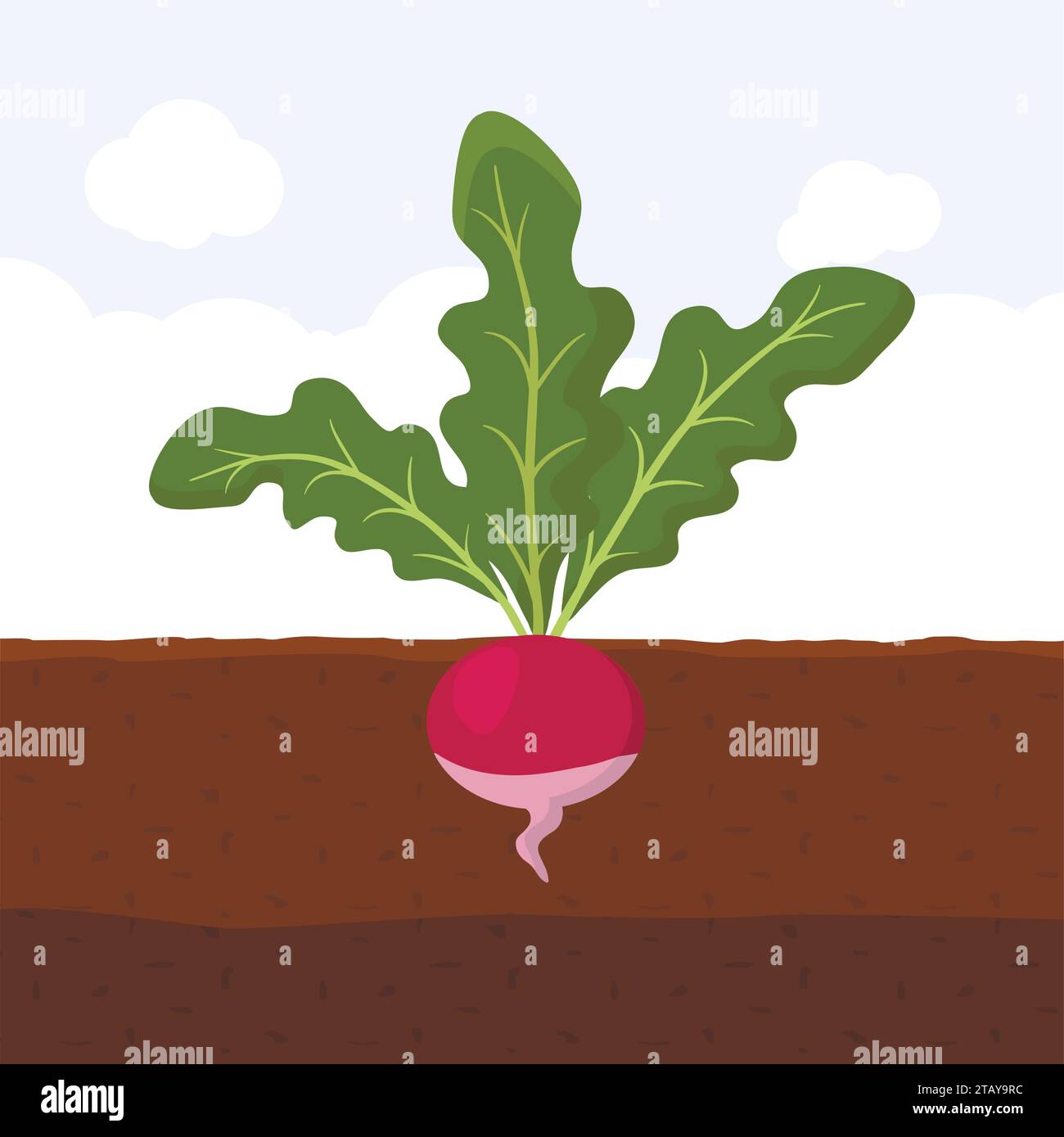 Radish with green leaves on top in soil, Fresh organic vegetable garden