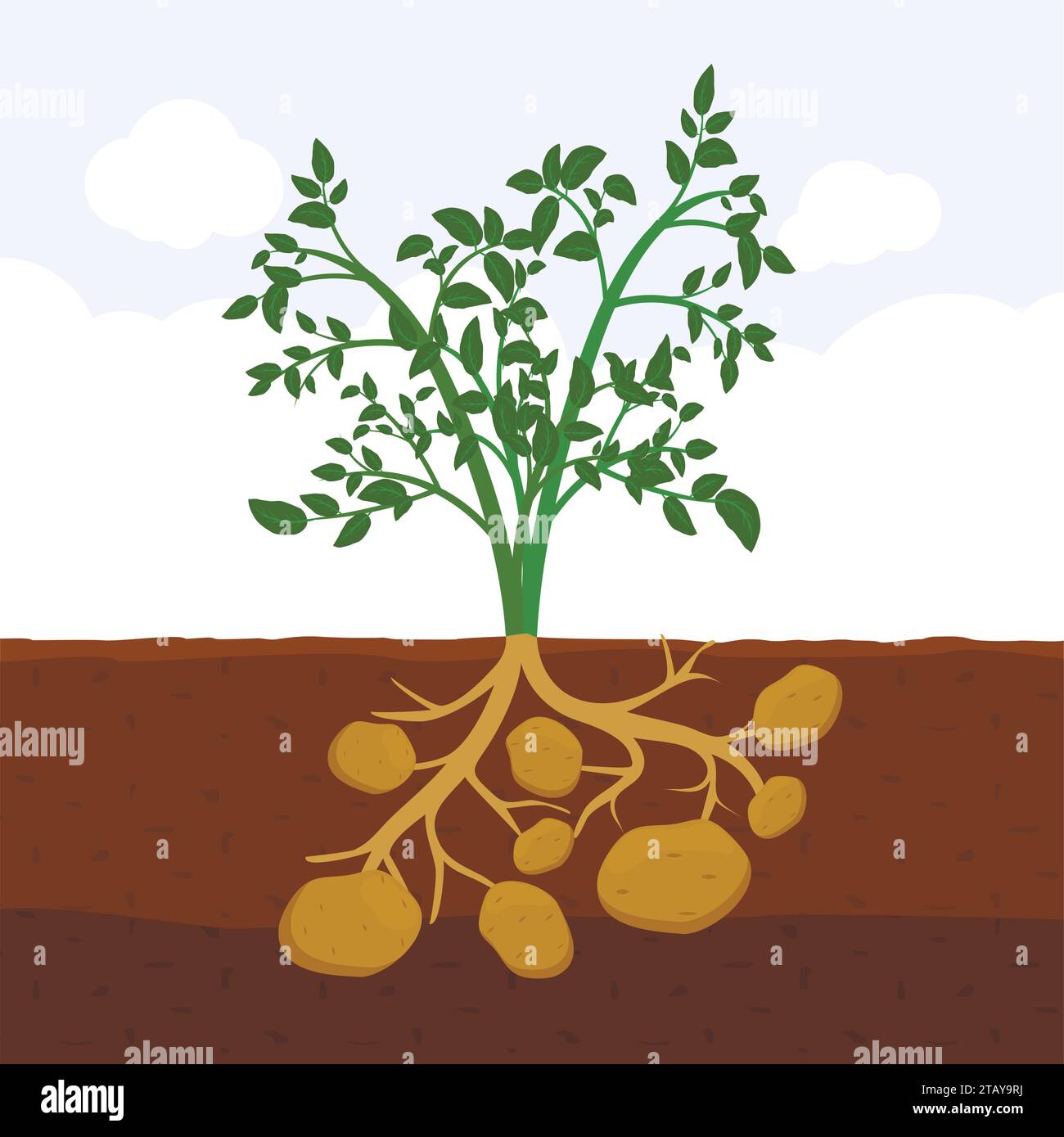 Potato with leaves and roots in soil, Fresh organic vegetable garden