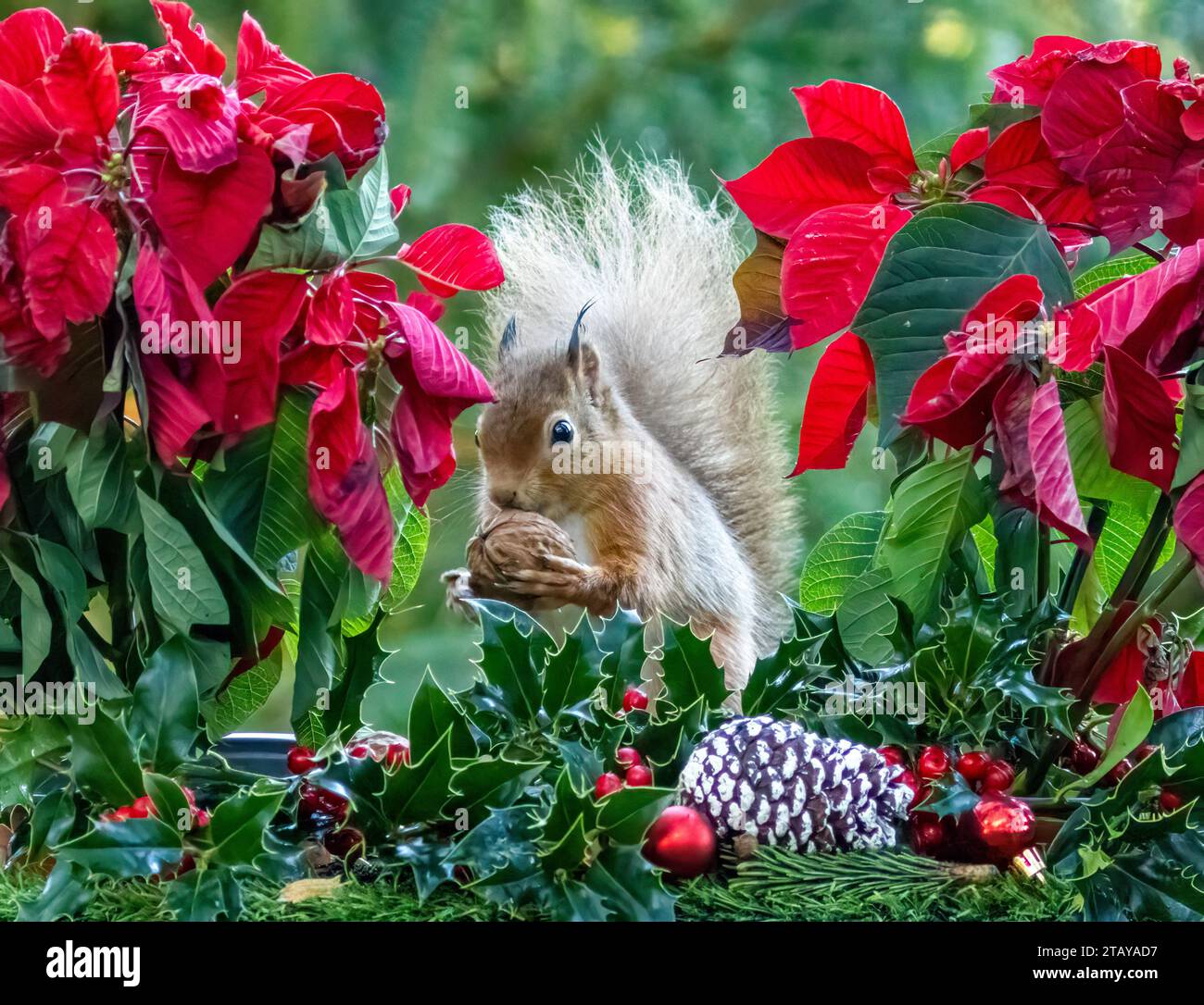 Cute little scottish red squirrel in Christmas festive scene with holly
