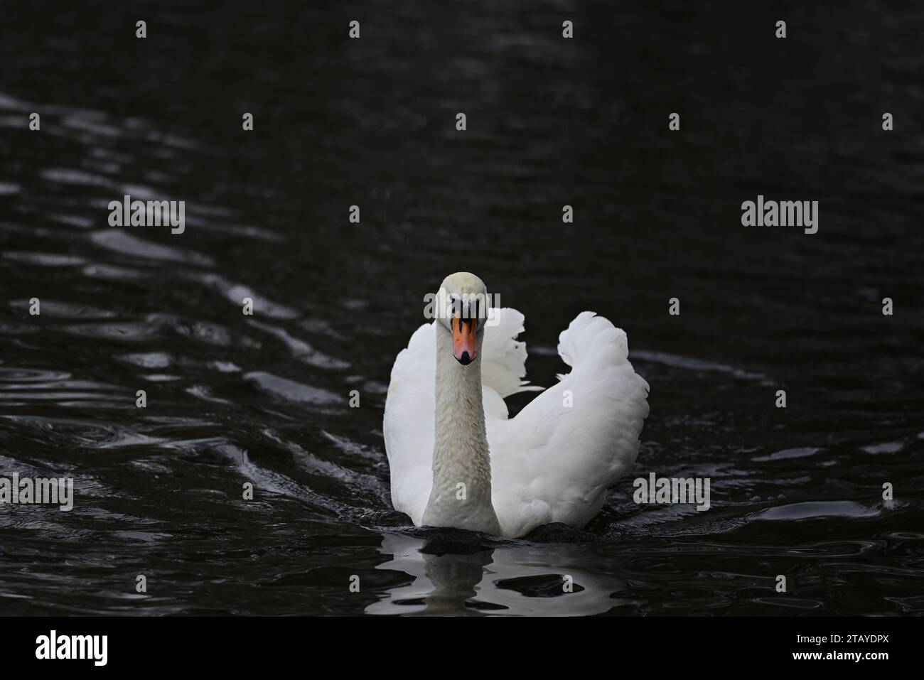 Birds at Linlithgow Loch Scotland Stock Photo - Alamy