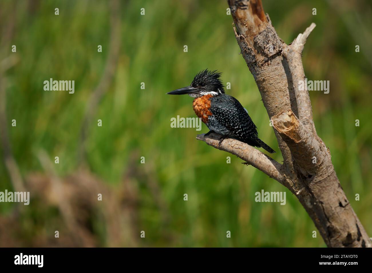 Giant Kingfisher - Megaceryle maxima  is the largest kingfisher in Africa, resident breeding bird. Orange and pied black and white color with strong b Stock Photo