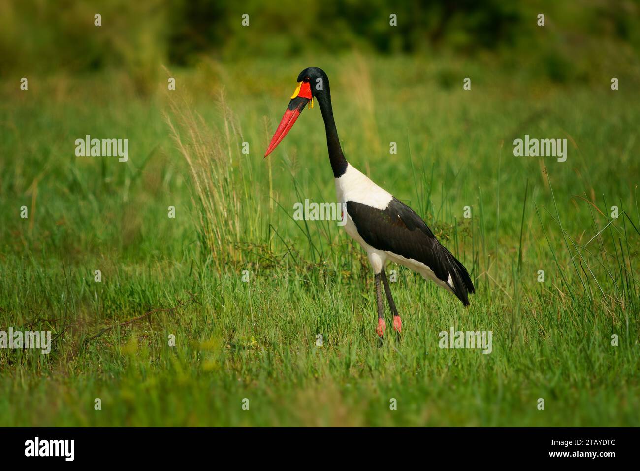 Saddle-billed Stork - Ephippiorhynchus senegalensis  or saddlebill, wading bird in stork in Ciconiidae, black and white back and red and yellow head. Stock Photo