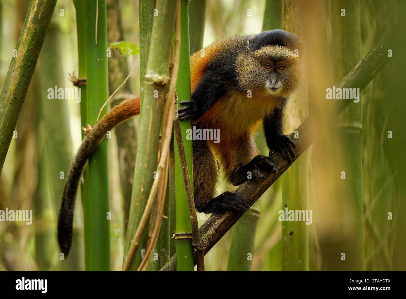 Golden Monkey Cercopithecus Kandti Originally Subspecies Of Blue Golden Monkey Cercopithecus Kandti Originally Subspecies Of Blue