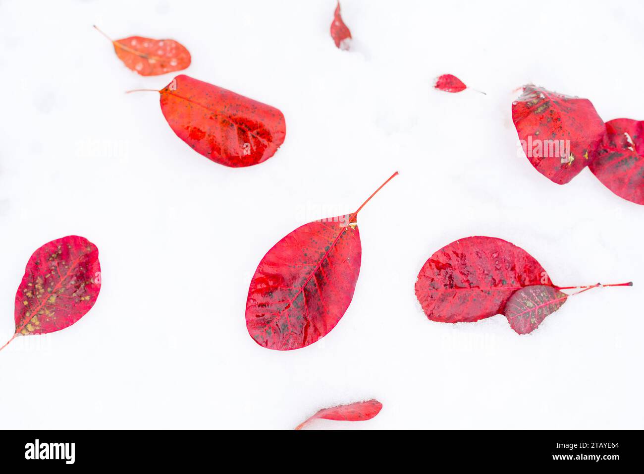 Red leaves from a shrub lay on a snow covered ground. Stock Photo