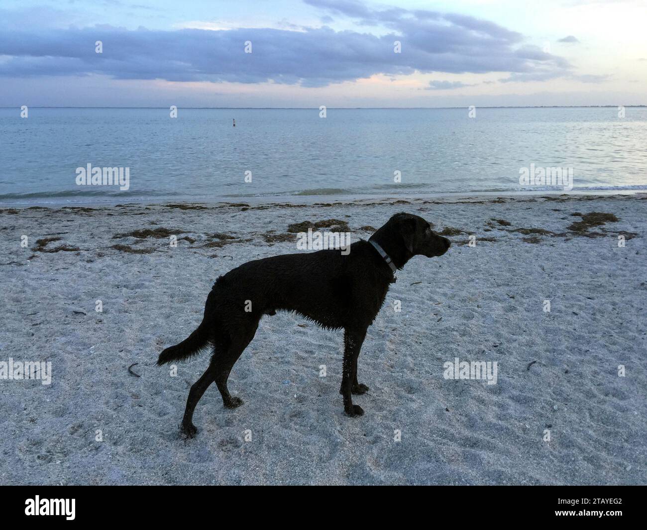 A black lab enjoys a quiet beach at sunset at Fort De Soto park near St. Petersburg, Florida, USA. Stock Photo