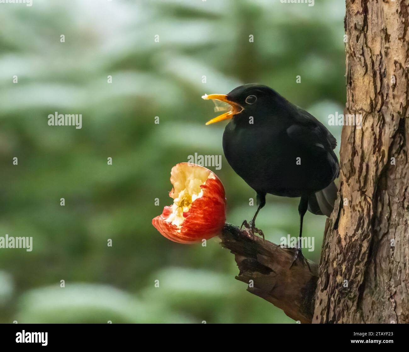 Bird eating apple hi-res stock photography and images - Alamy