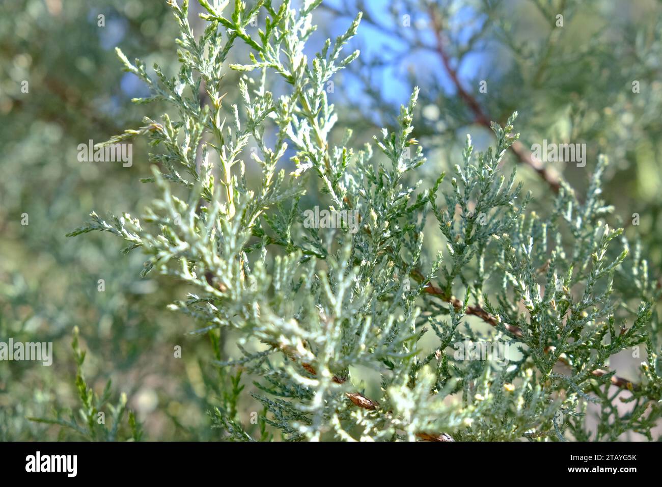 Hesperocyparis macnabiana hires stock photography and images Alamy