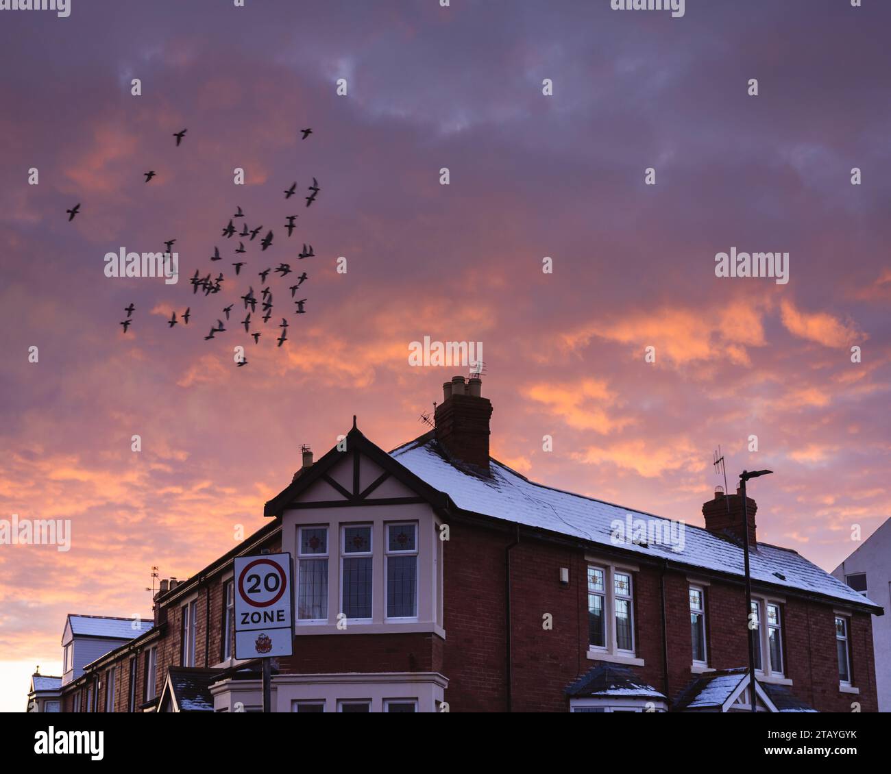 Flock of birds flying fast over a 20 mph speed sign at sunset over houses with snow on their roof Stock Photo