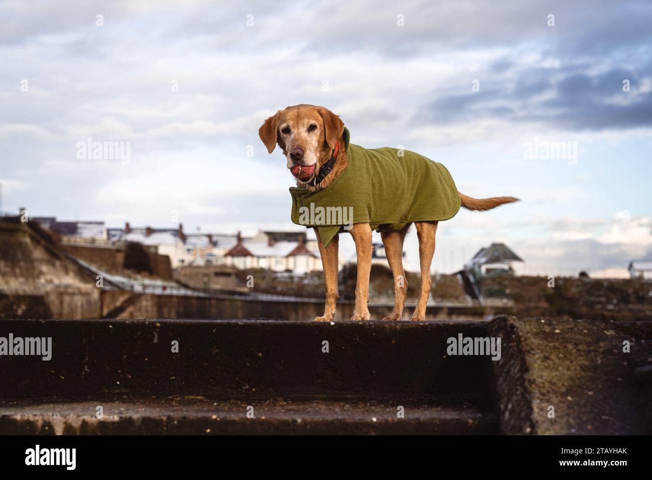 Red fox labrador hi-res stock photography and images - Alamy