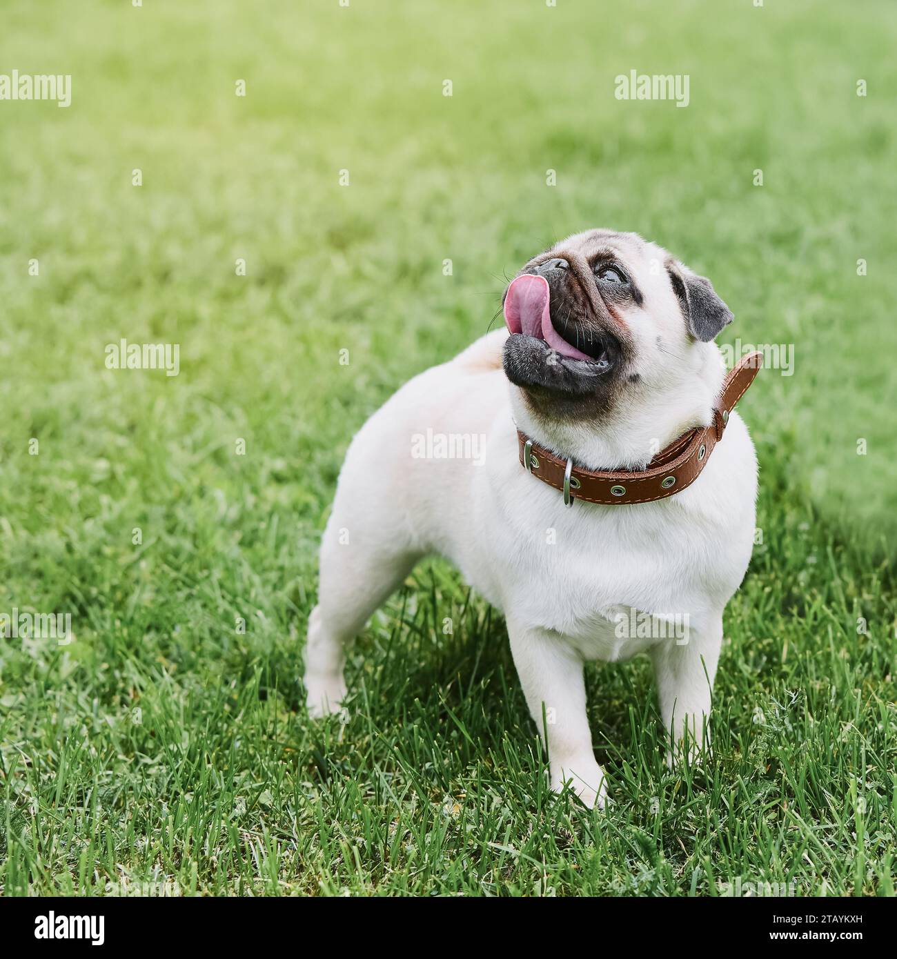 A cute pug dog looks up against a background of green grass. Copy space Stock Photo