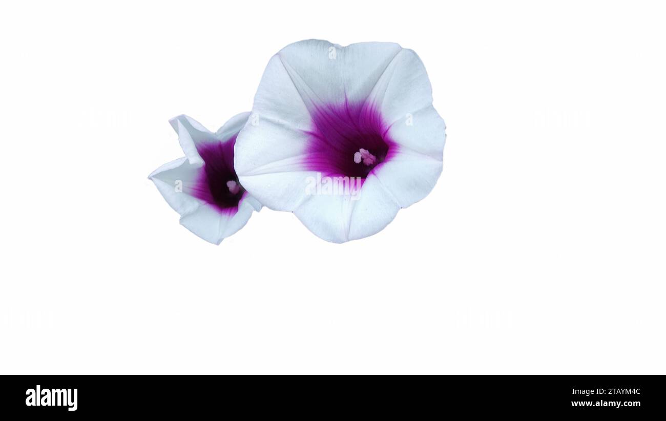 close up of Ipomoea nil or Japanese morning glory flowers blooming Stock Photo