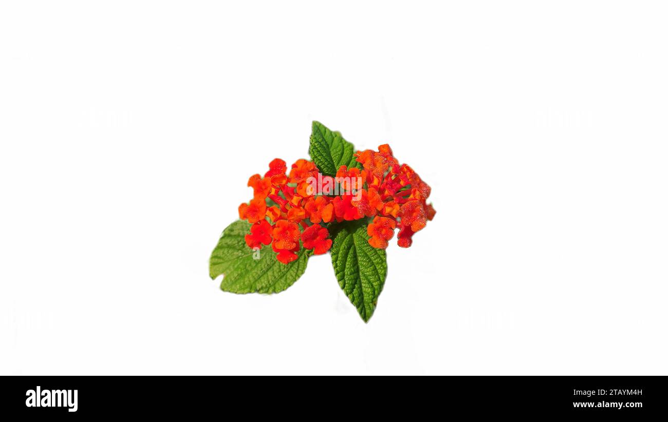 Orange lantana camara flower orange Cut Out Stock Images & Pictures Alamy