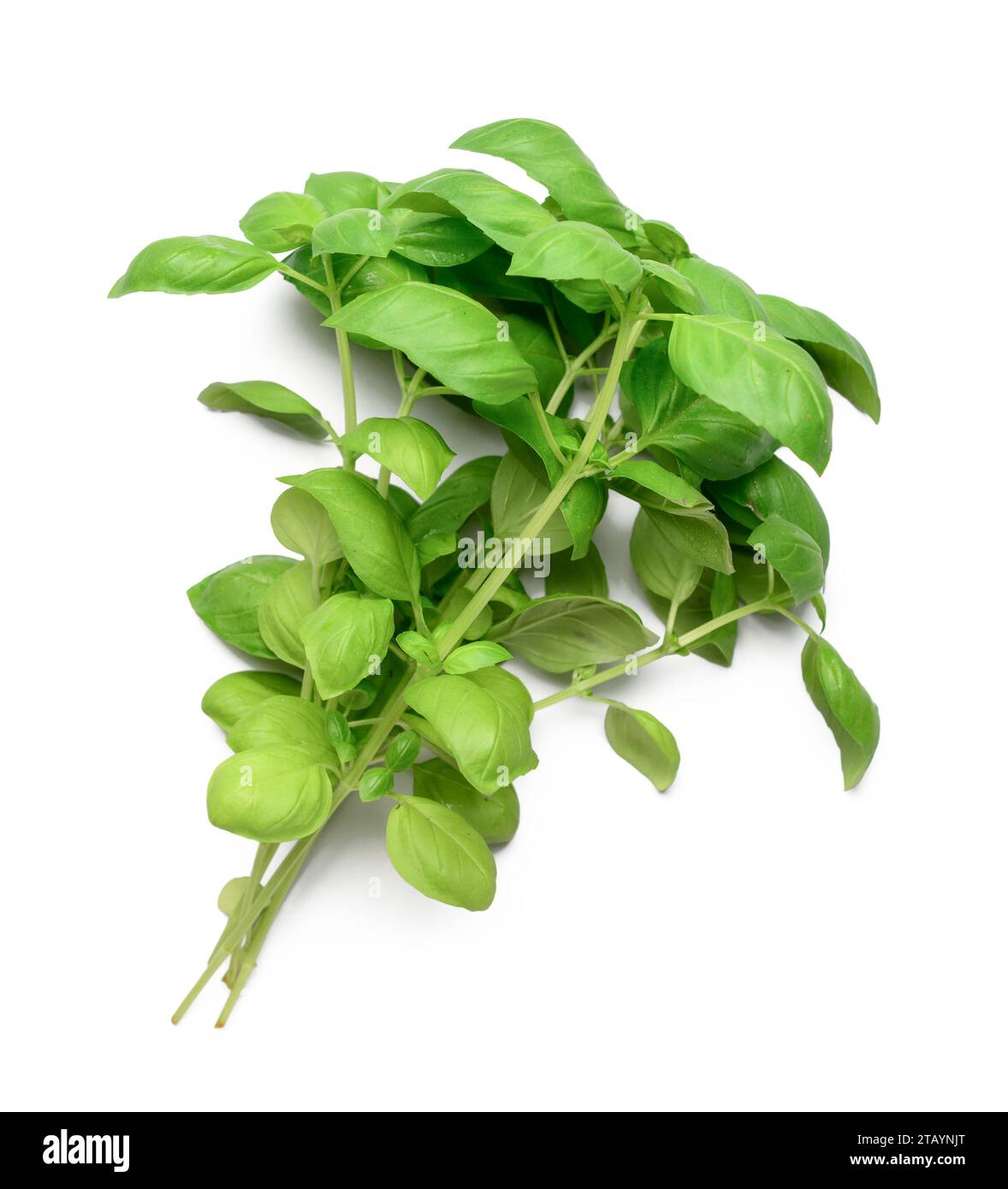 Fresh basil on grey background Stock Photo - Alamy
