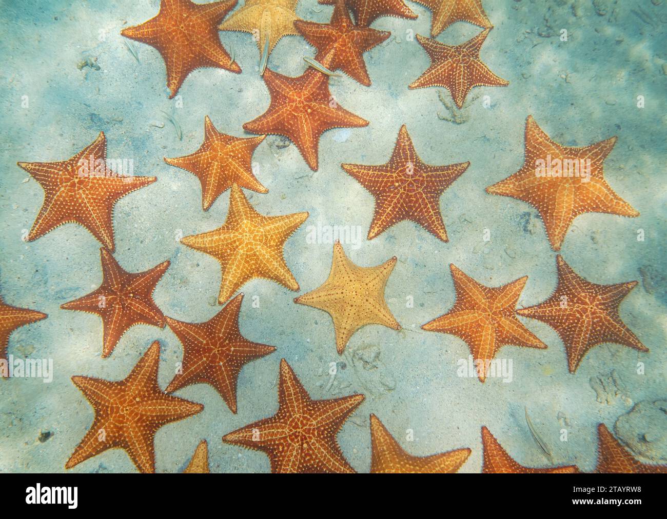 Sea stars Oreaster reticulatus underwater on a sandy seabed seen from above, Caribbean sea, natural scene Stock Photo