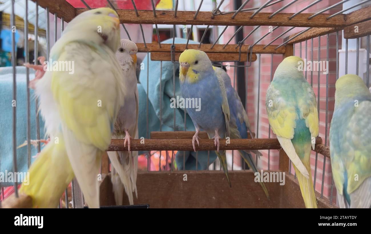 Gallery Detail: Multicolored Parrots In Cage Hi Res Stock Photography And Images
