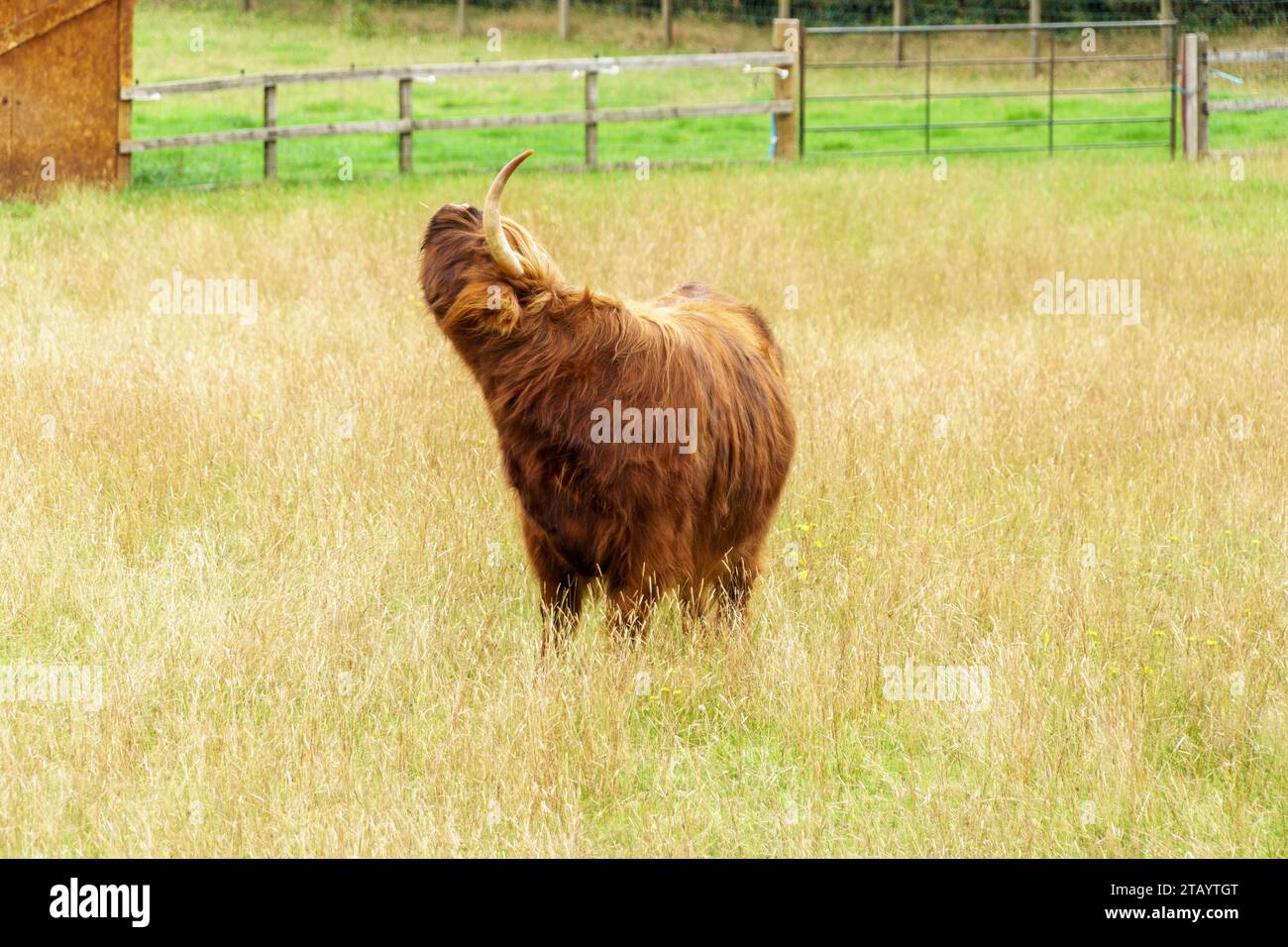 A dark brown Scottish highland cow stretching in a fenced pasture Stock ...