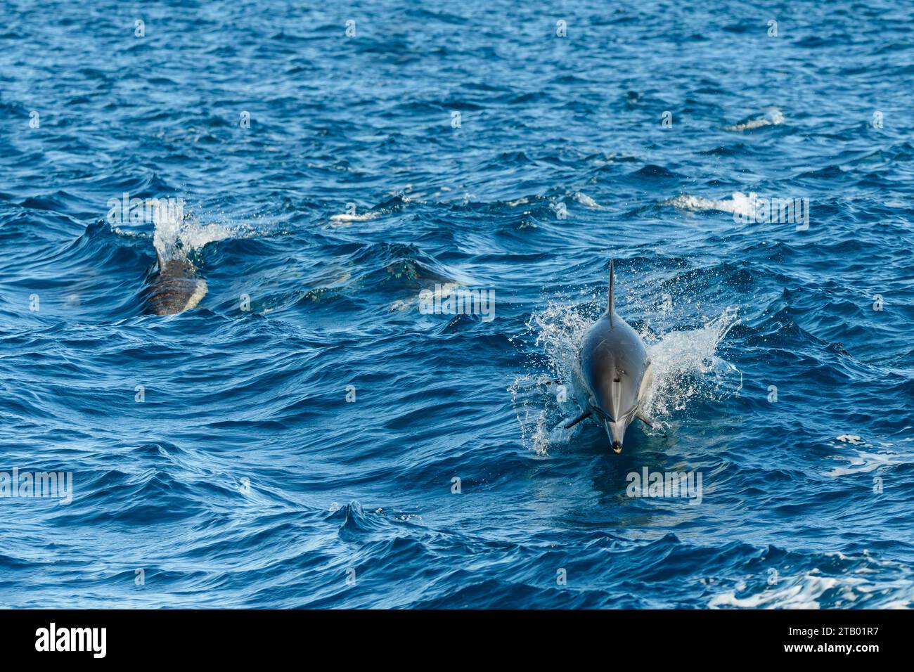 Common dolphin, Delphinus delphis, Dana Point, Orange County, California, United States Stock Photo