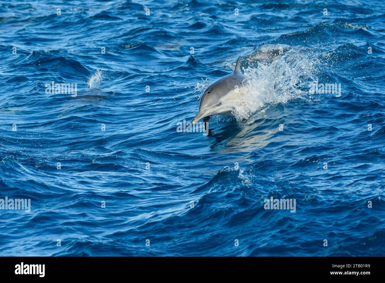 Common dolphin, Delphinus delphis, Dana Point, Orange County, California, United States Stock Photo