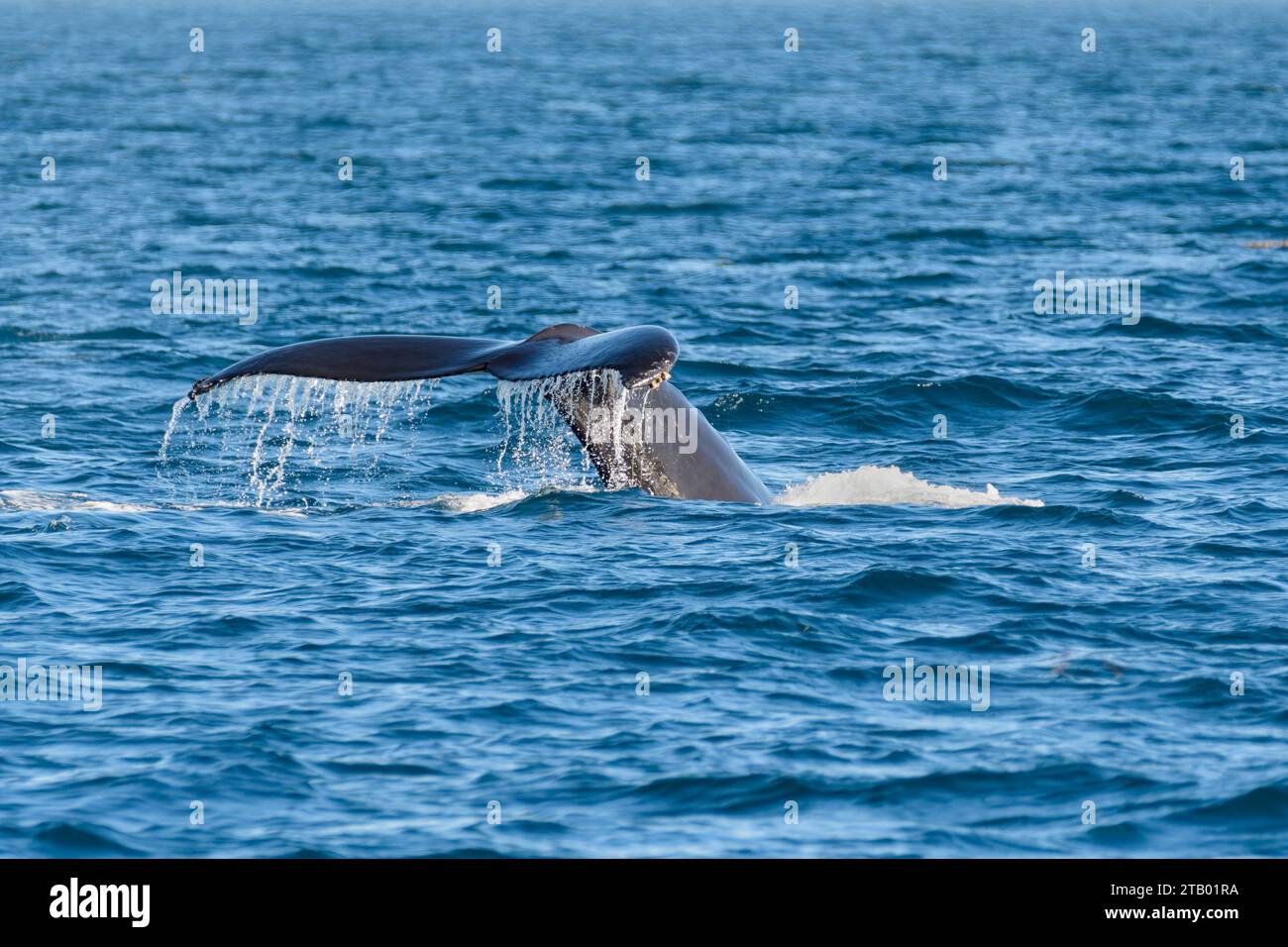 Humpback Whale, Megaptera novaeangliae, Dana Point, Orange County, California, United States, Pacific Stock Photo