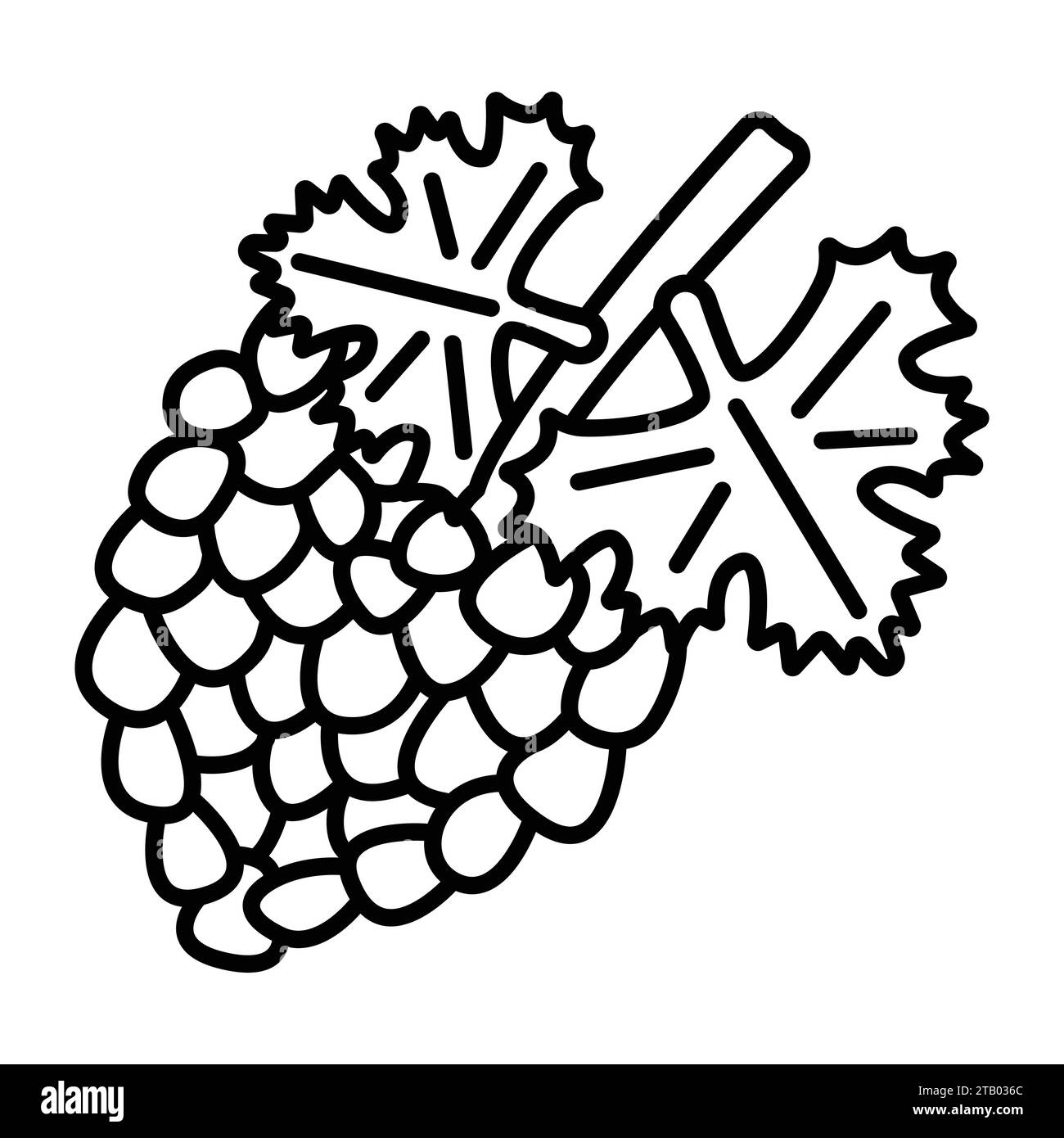 Vine grape vine grapevine Stock Vector Images Alamy