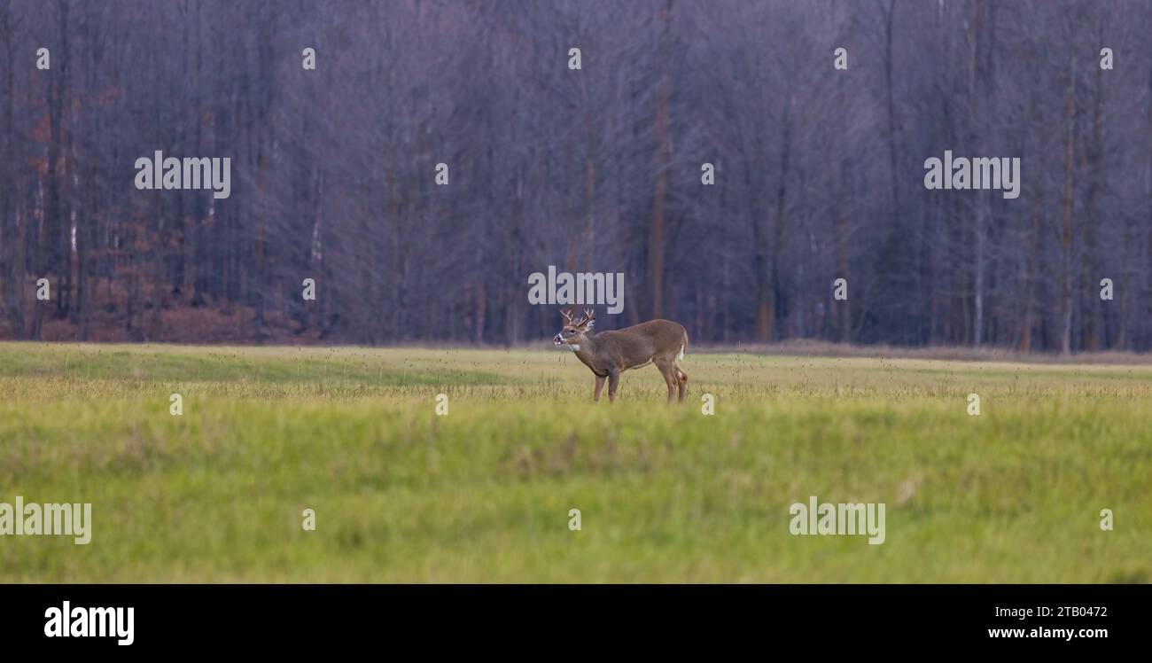 Wi Whitetail Rut White-tailed buck during the rut in northern Wisconsin Stock Photo - Alamy