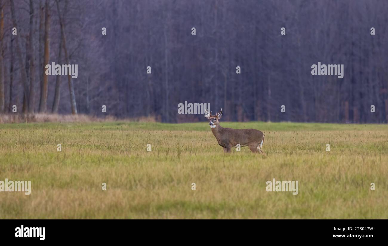 Wi Whitetail Rut White-tailed buck during the rut in northern Wisconsin Stock Photo - Alamy