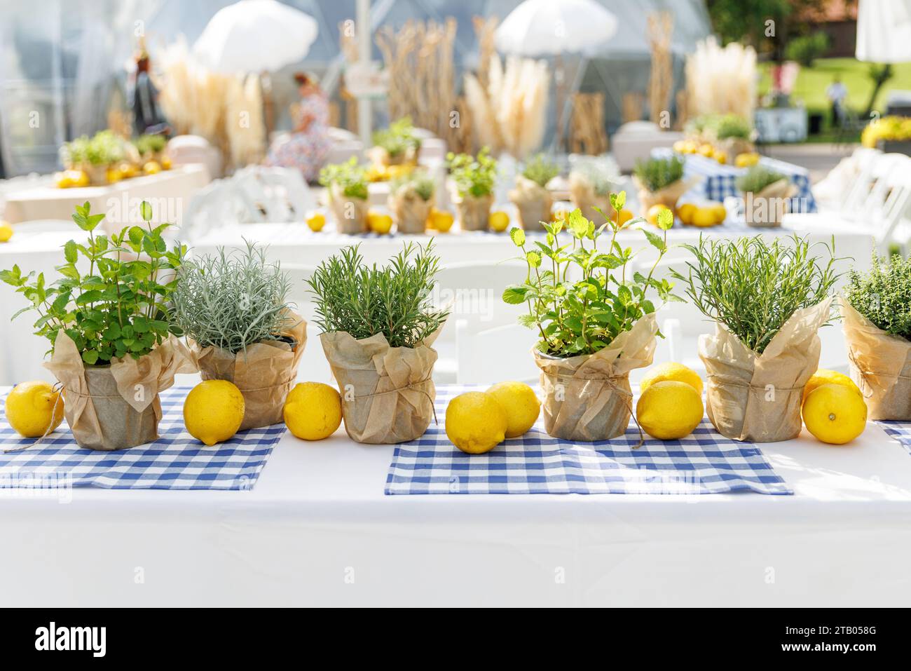 A cozy and inviting table decorated with potted plants and lemons on a blue and white checkered tablecloth, Stock Photo