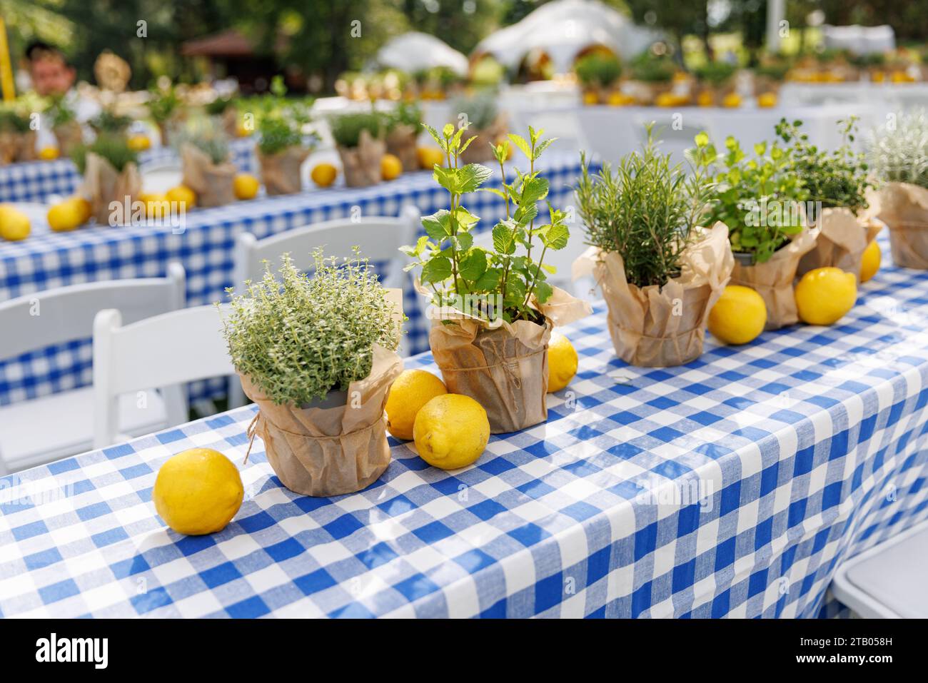 Fresh citrus fruit and greens on a plaid tablecloth Stock Photo