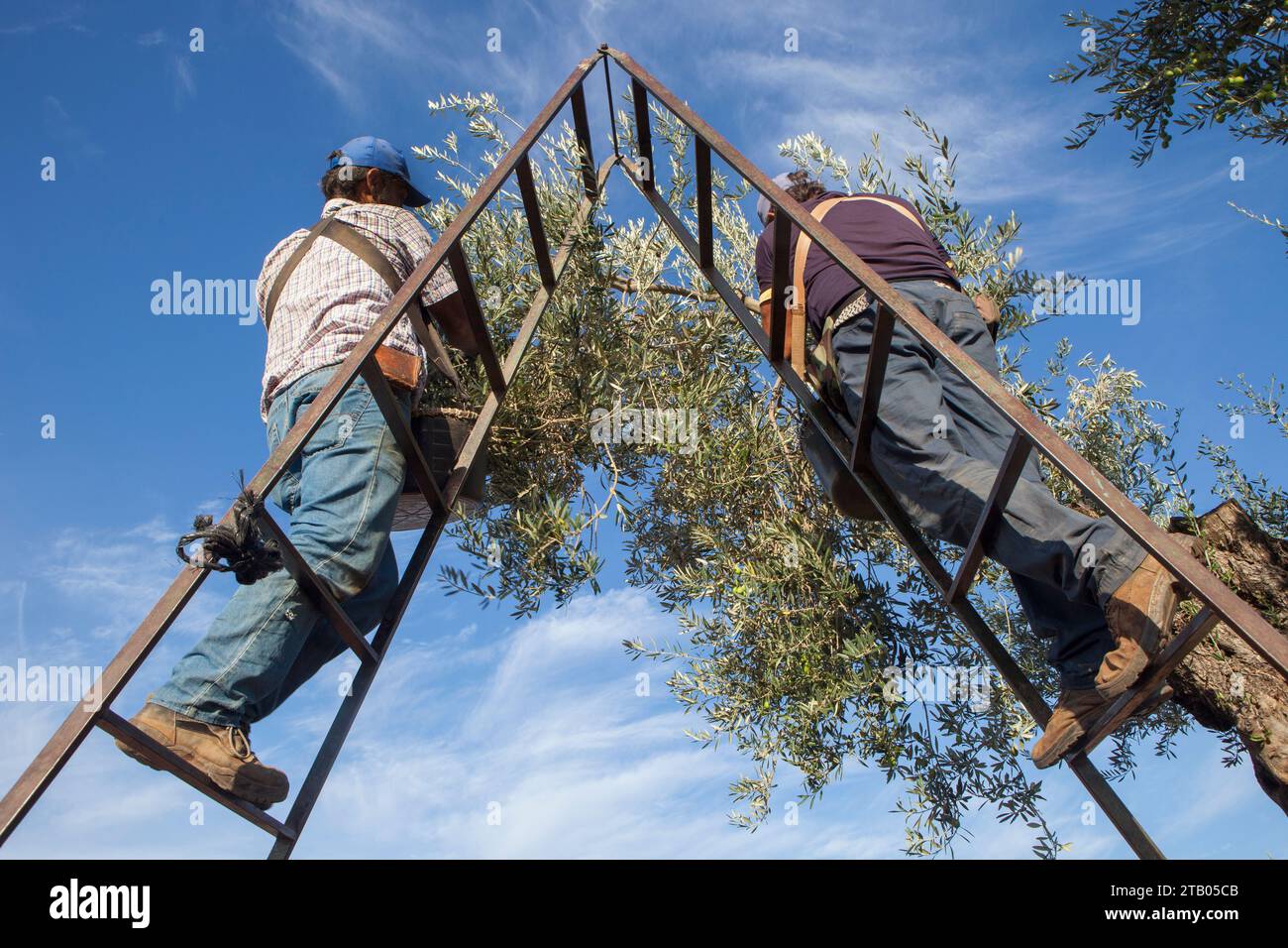 Laborers on the stepladder collecting olives from the branch to the basket. Low angle view Stock Photo