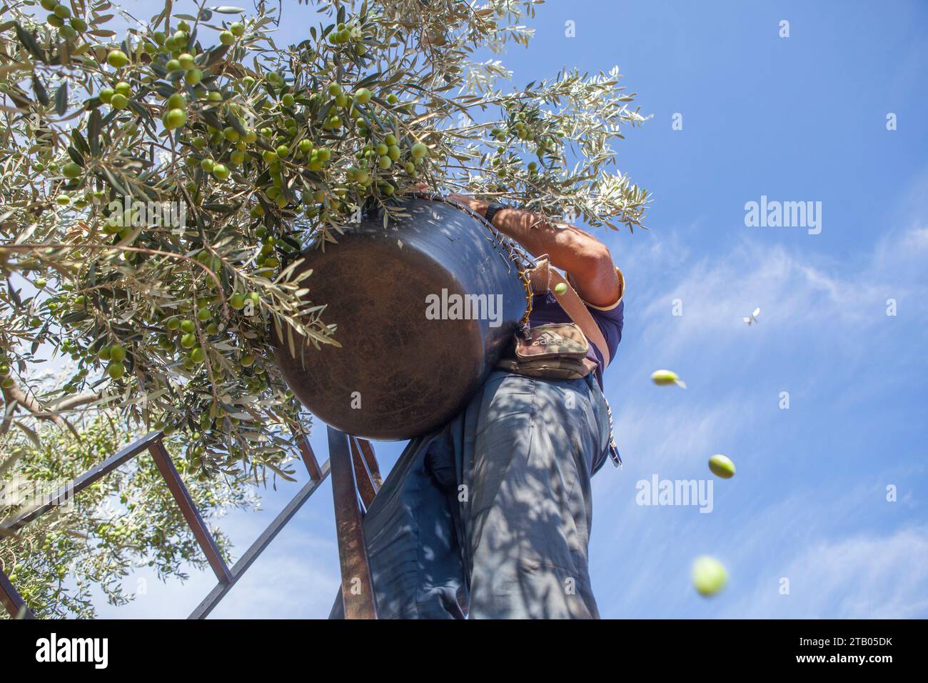 Laborer on the stepladder collecting olives. Green olives and branches falling Stock Photo